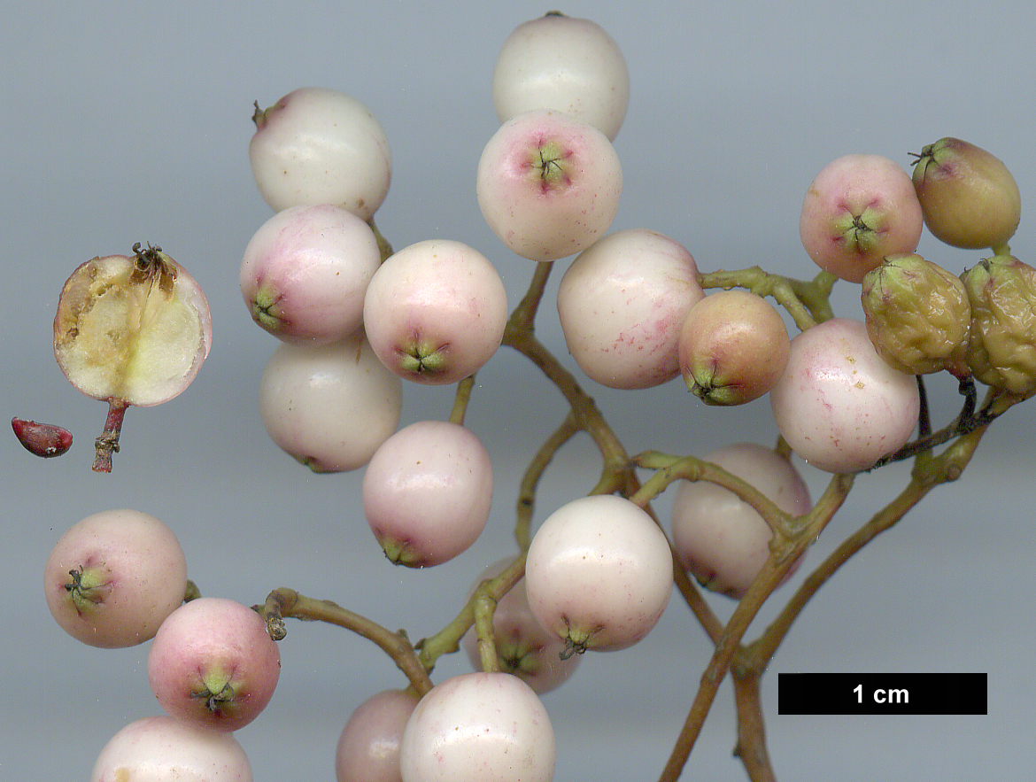 High resolution image: Family: Rosaceae - Genus: Sorbus - Taxon: microphylla agg.